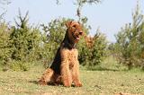 AIREDALE TERRIER 197